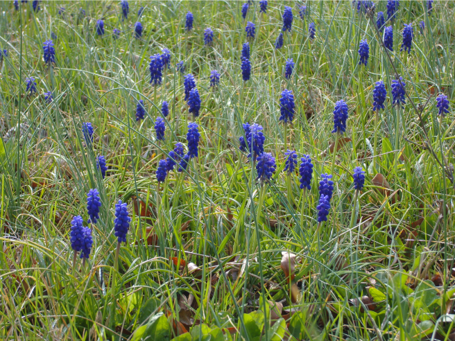Blue carpet in the grass